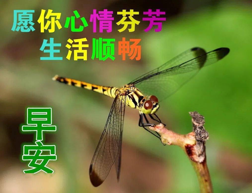 5,早晨的霞光灿烂无比,早晨的露珠晶莹无比,早晨的鲜花美丽无比,早晨