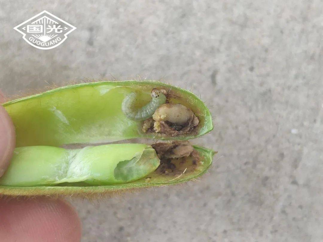 【技术】防治大豆食心虫,国光方案更轻松!
