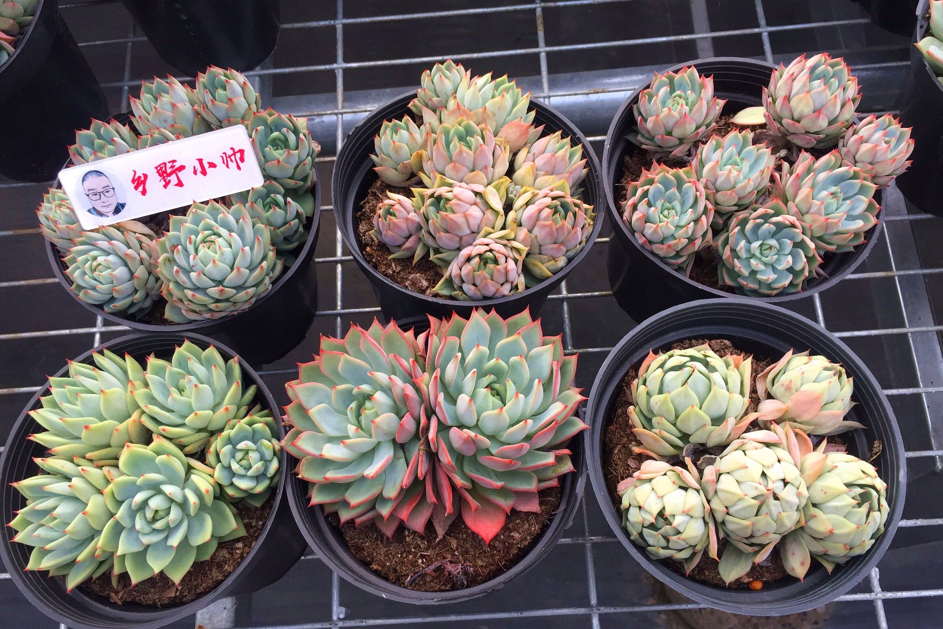 多肉大棚逛一圈,6颗不同状态的桃梦,你喜欢吗?