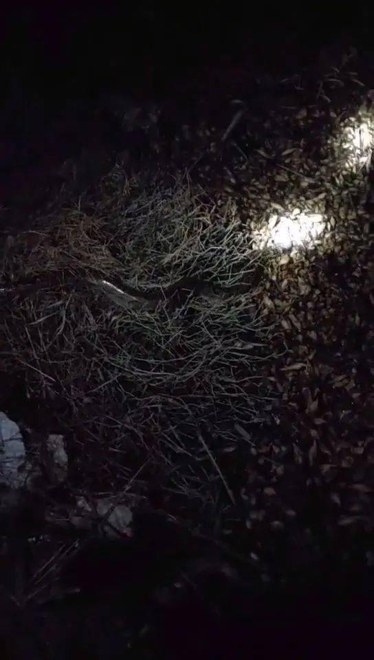 海丰附城村民夜里网鱼却网到一"大家伙"