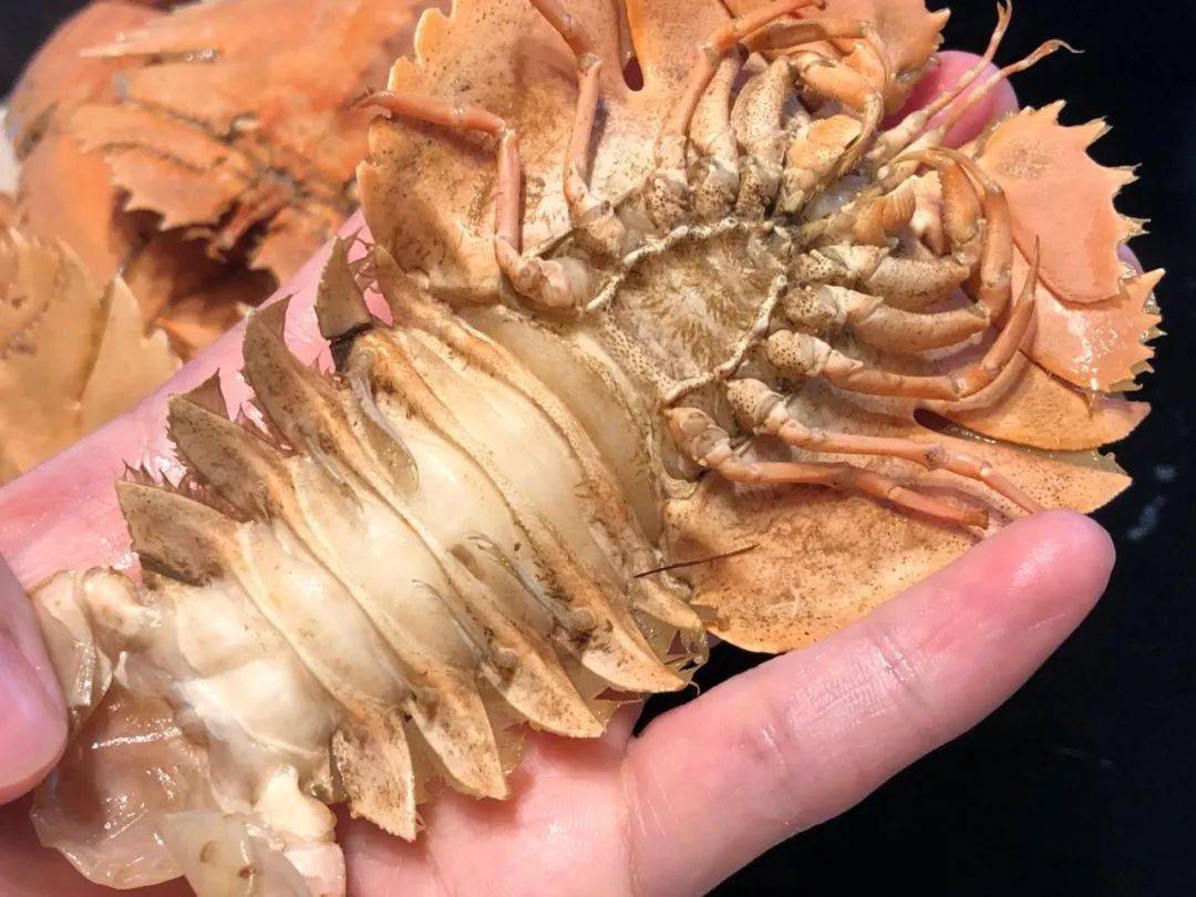 宁波东海的巨型爬爬虾外表凶猛却肉质细嫩清水煮煮又嫩又甜