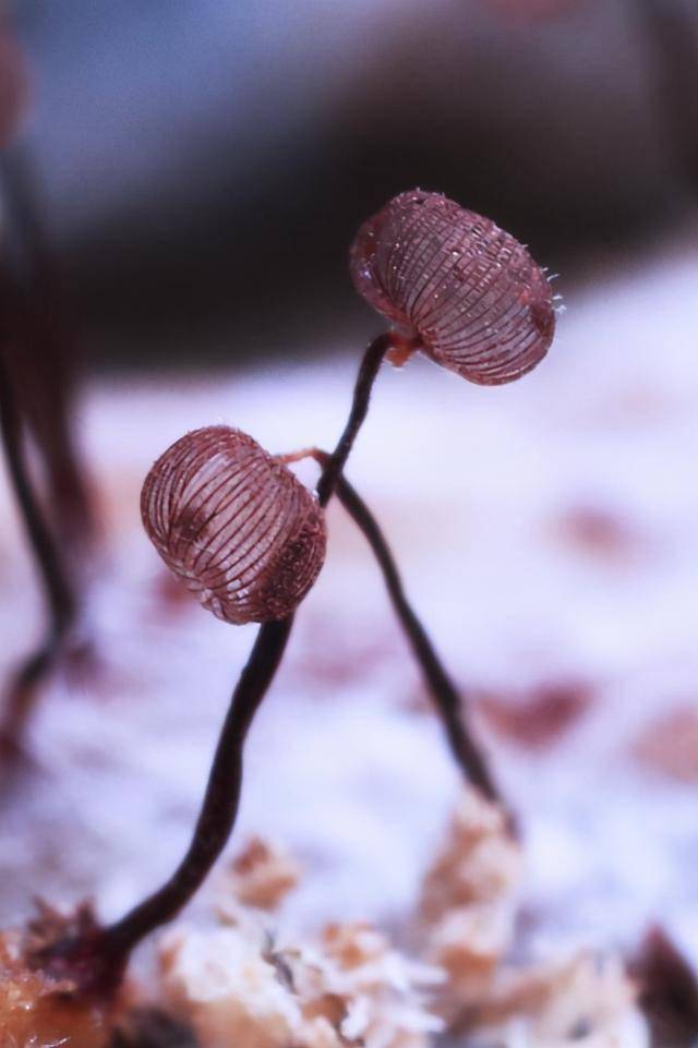 "曳尾菌":从细微之处发现科学之美_周晴烽