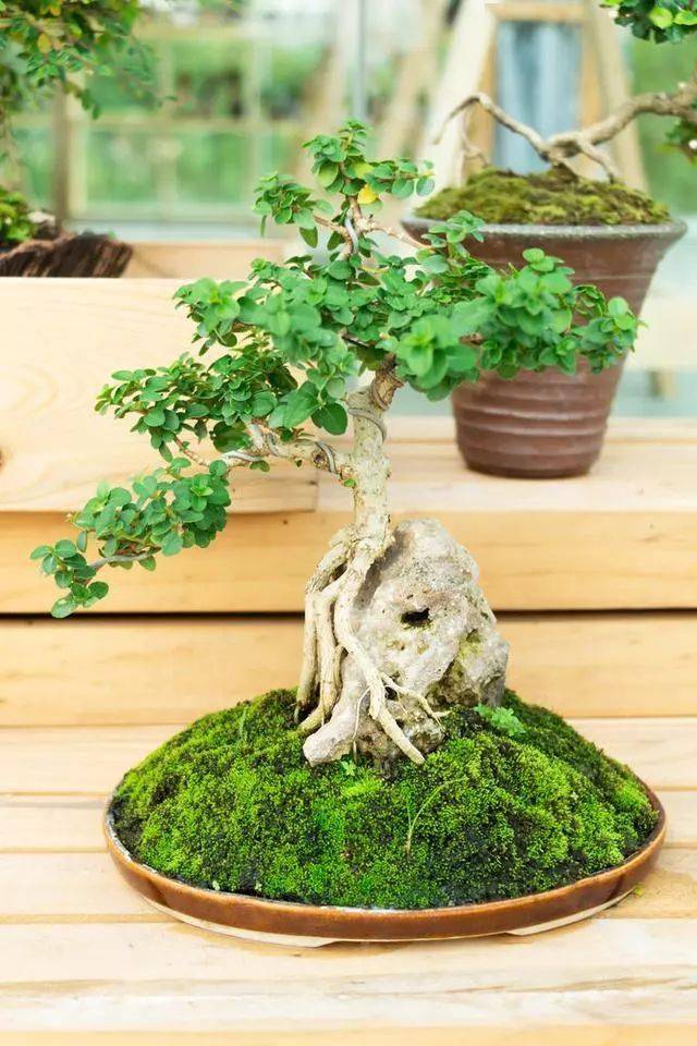 最全盆景树风格,54张各类型盆景欣赏!