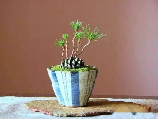 10月金秋捡个松塔做一盆价值连城的盆景