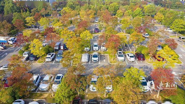 图说泗洪最美林荫彩色停车场