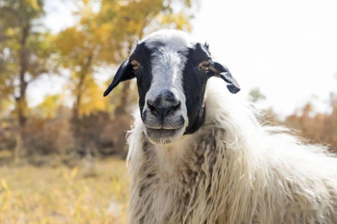 肉质细嫩鲜而不膻拥有黑眼圈的熊猫羊想尝鲜吗援疆61缘疆