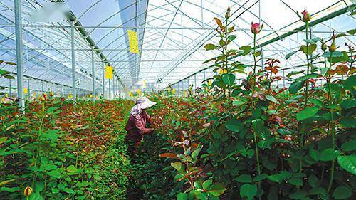 郑州玫瑰花种植基地图片