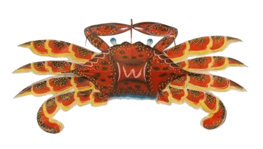 螃蟹风筝图片红楼图片