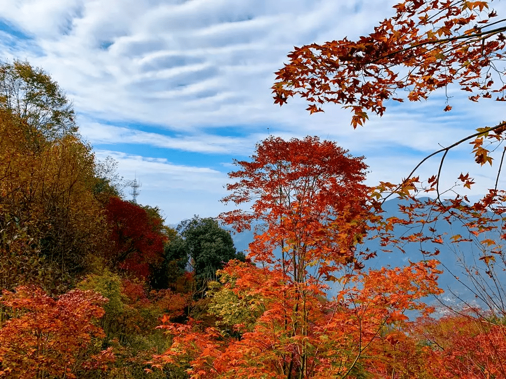 濃墨重彩的紅葉圖景,配上藍天白雲,就像是來到了楓葉國加拿大一樣!