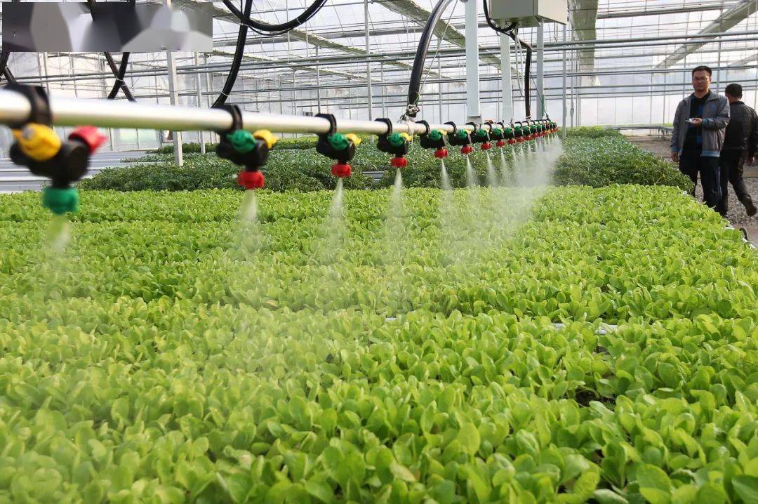 农业种植技术网站 农业种植技术网站受多效唑药害的土地适合种植啥农做物