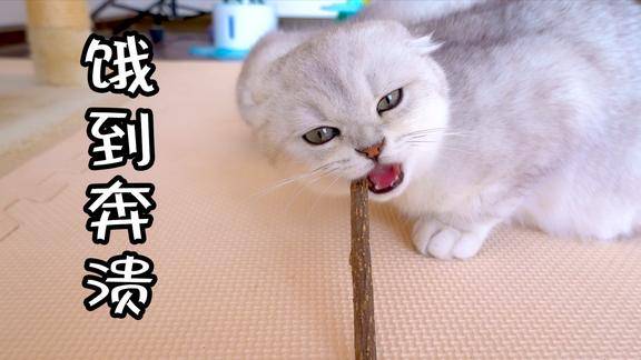 快递还没到猫粮已吃光小奶猫们饿到怀疑人生啦居家铲屎官