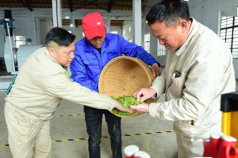 亮了山村路富了种茶人国网淮安供电公司四步走扶贫雨山茶场工作纪实