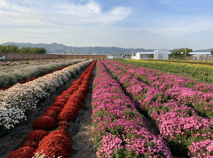 北京康楚园种植园图片