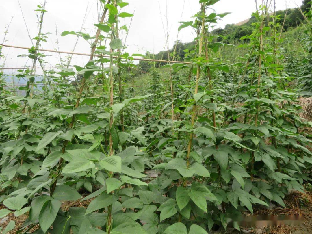 上新城乡:豇豆丰收助农增收_种植业