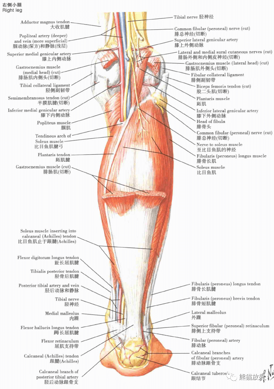 超清晰的下肢小腿踝與足解剖圖