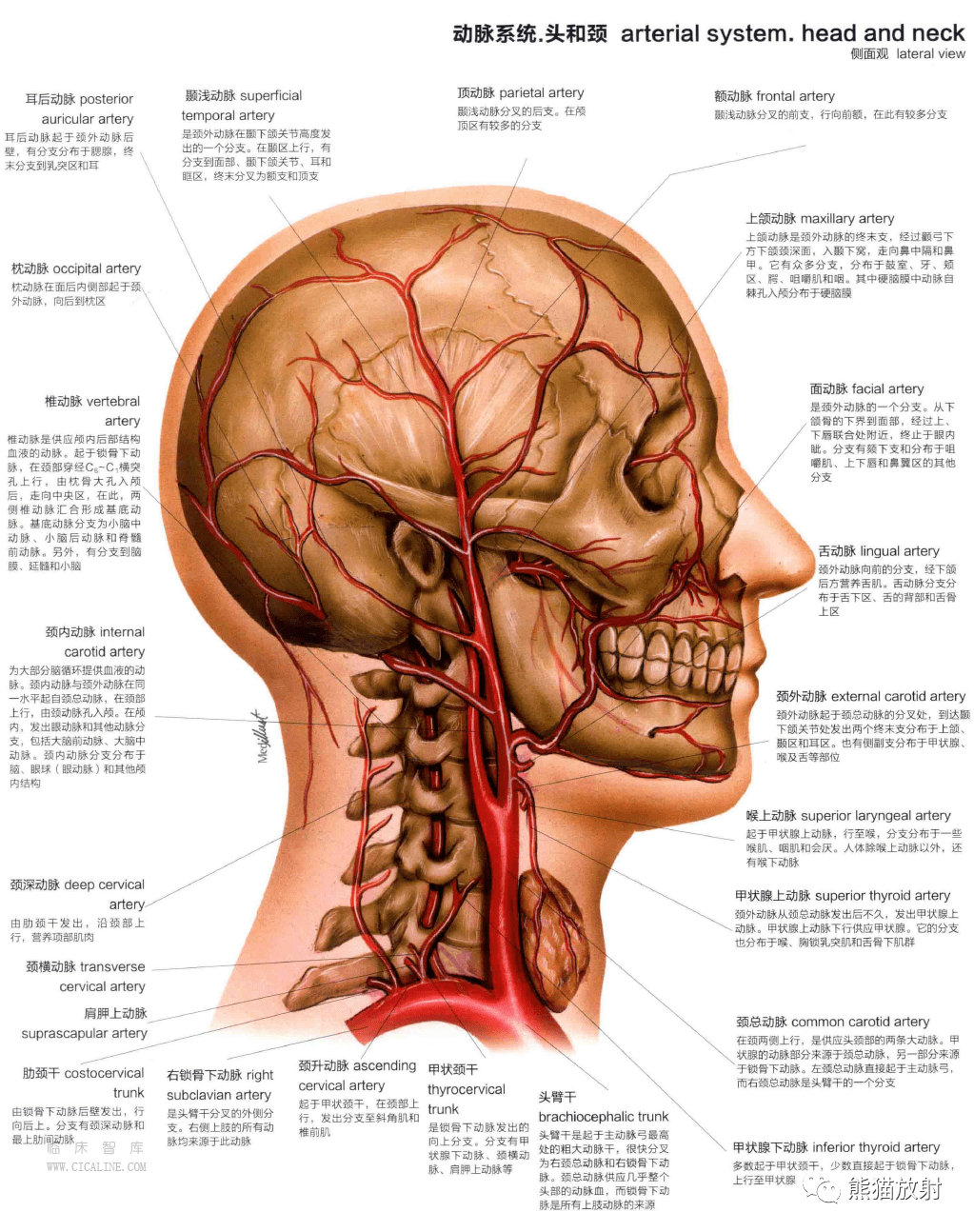 人體圖譜丨心血管系統 cardiovascular system