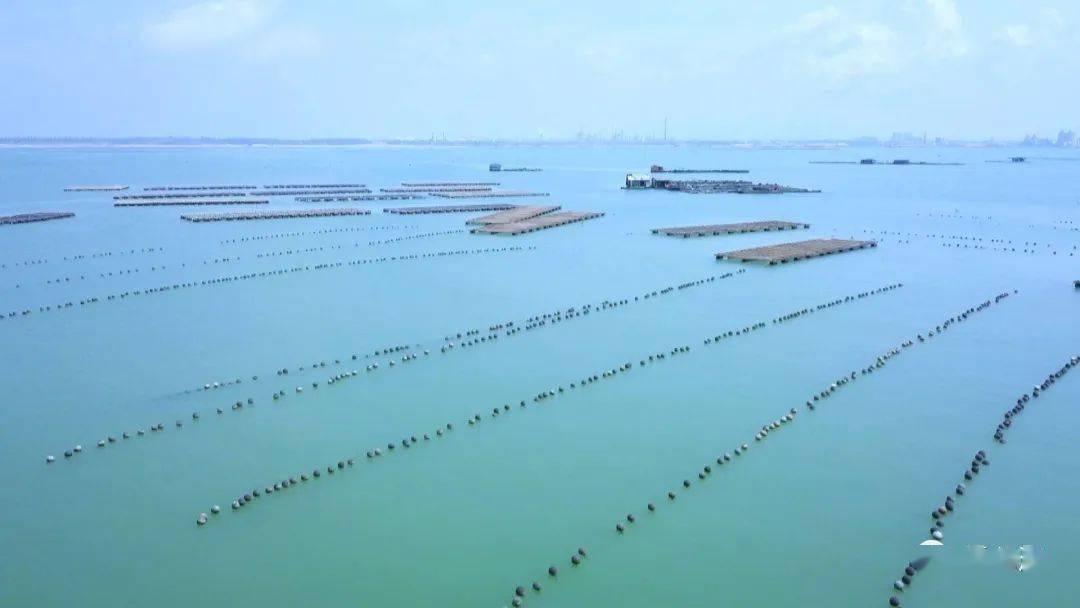 北海南珠:力争今年实现产值100亿元"小目标"!_养殖