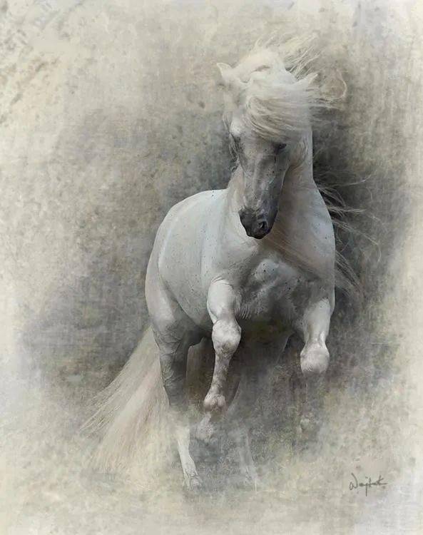 【摄影】波兰摄影师拍马