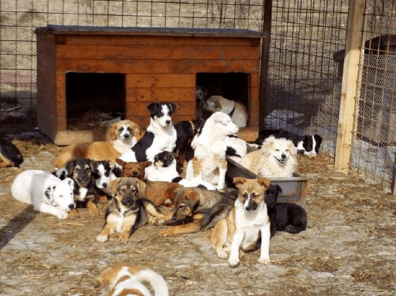 上海一飼養員被熊吃了現場畫面曝光是時候反思這件事了