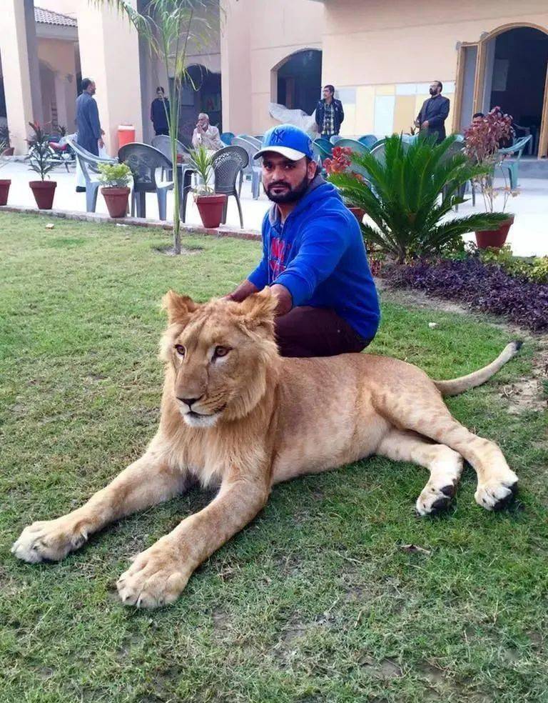 据相关部门调查后发现,在欧洲非法饲养的幼年狮子很可能不是在野外