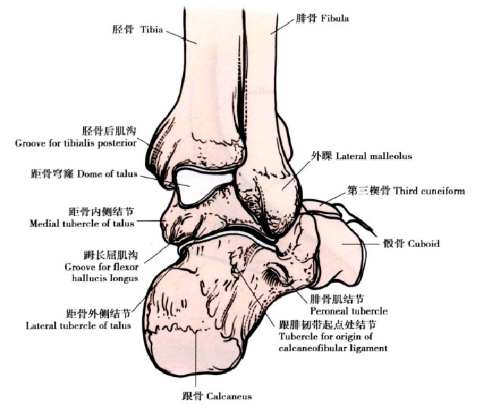 人体脚踝部骨骼结构图图片