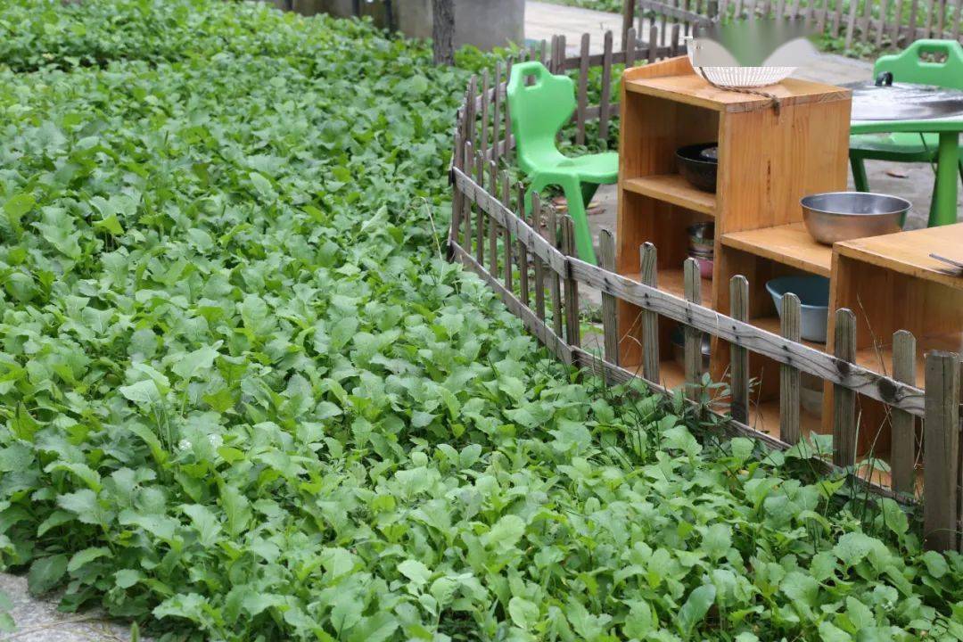 校园喜迎丰收季小小农场欢乐多