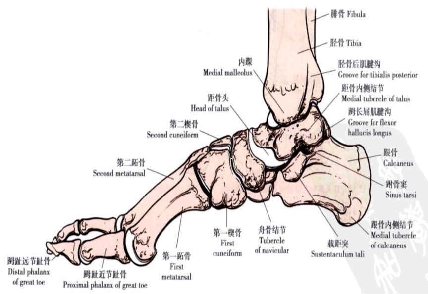 距骨:分为头,颈,体三部分,与足舟骨,跟骨,胫骨和腓骨形成关节