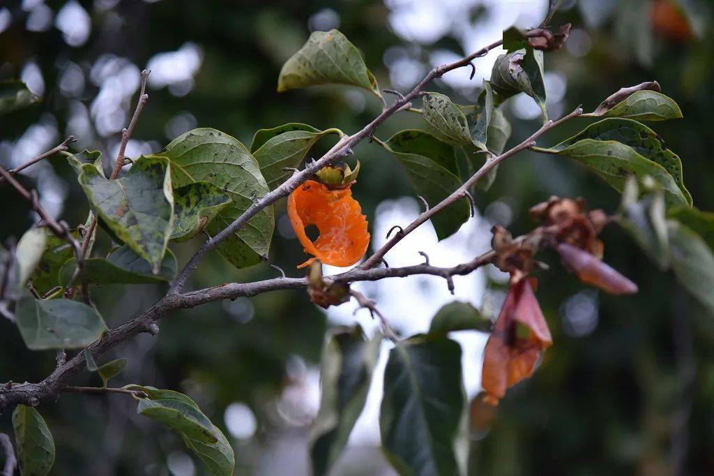 第一口就感觉吃到了人间美味,甜蜜从心底油然而生,几秒钟后,口中慢慢