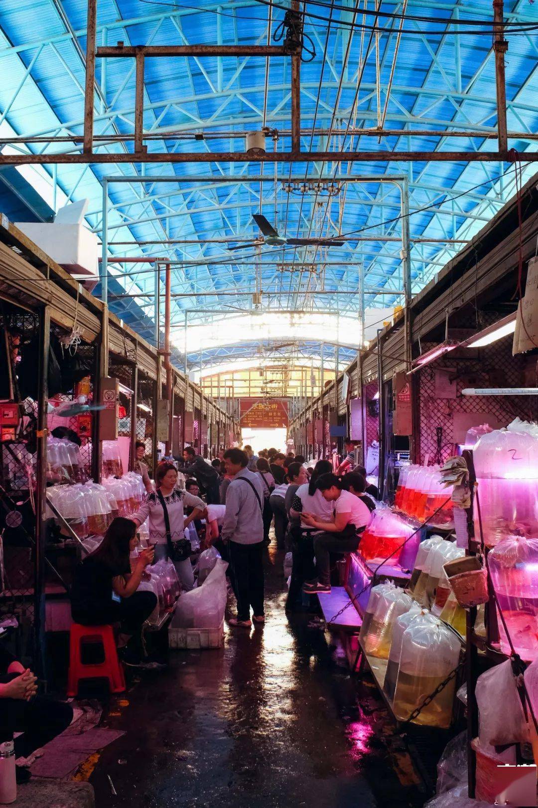 广州芳村花鸟鱼虫市场图片