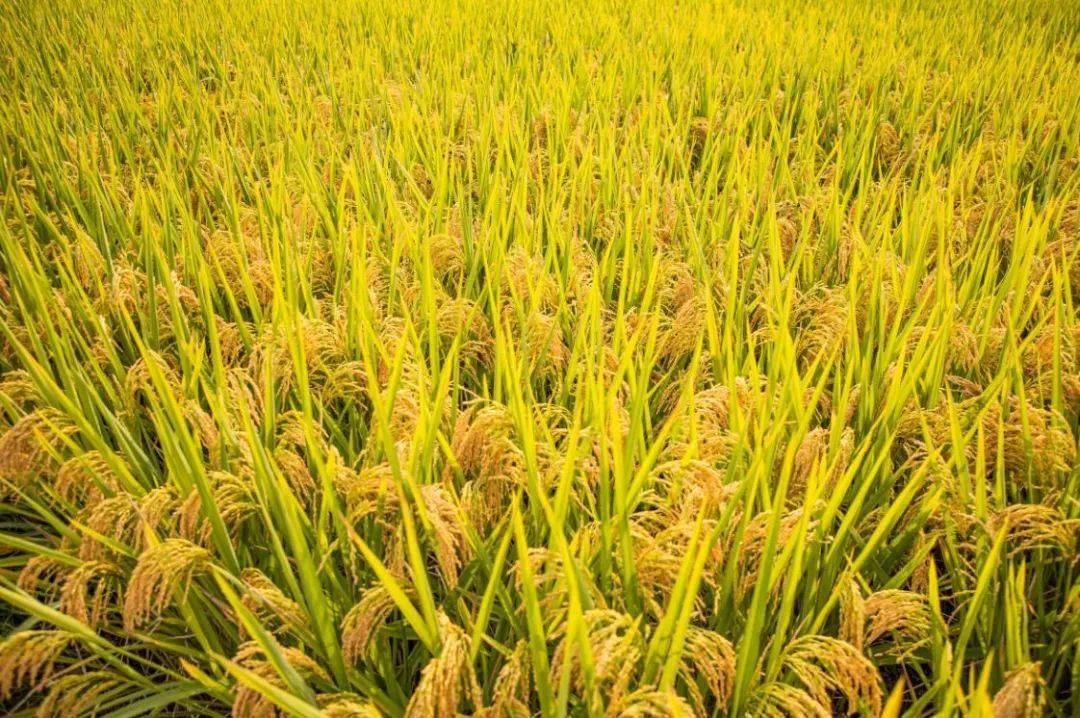 田像金黄的色块,连成一片金色的海洋,阵阵秋风里,沉甸甸的稻穗涌动起