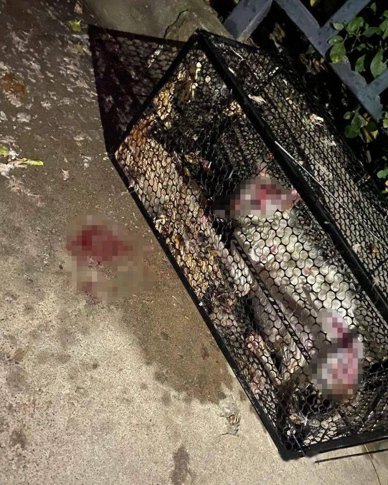 男子当街用开水烫猫,母猫及腹中4只小猫无一幸免……_手机搜狐网