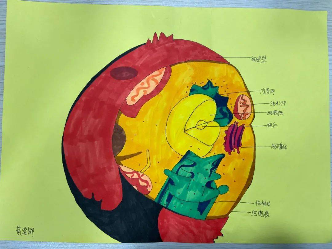 巧手绘细胞创意建生态记安居育才初中部生物学科细胞模型暨生态瓶制作