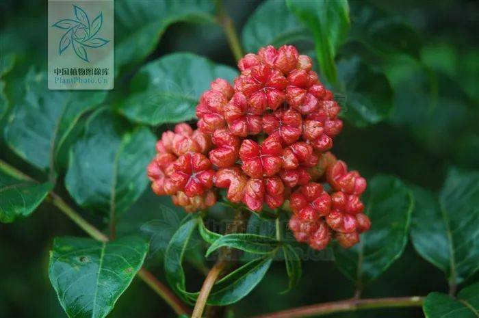 重庆人过个重阳节要用到多少种植物?_茱萸