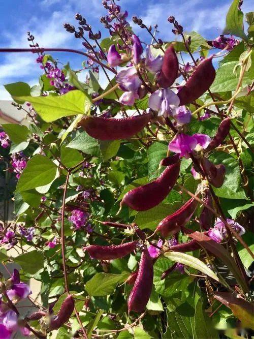 67张爱敏篱落深深见豆花