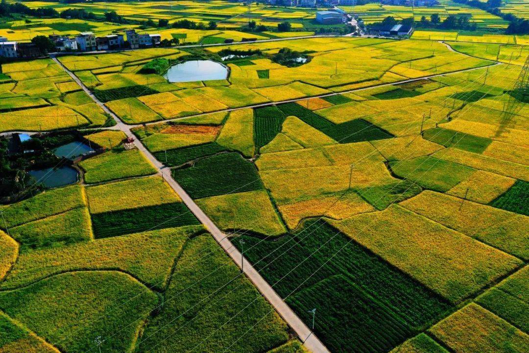 岩前这片稻田等你来打卡_水稻