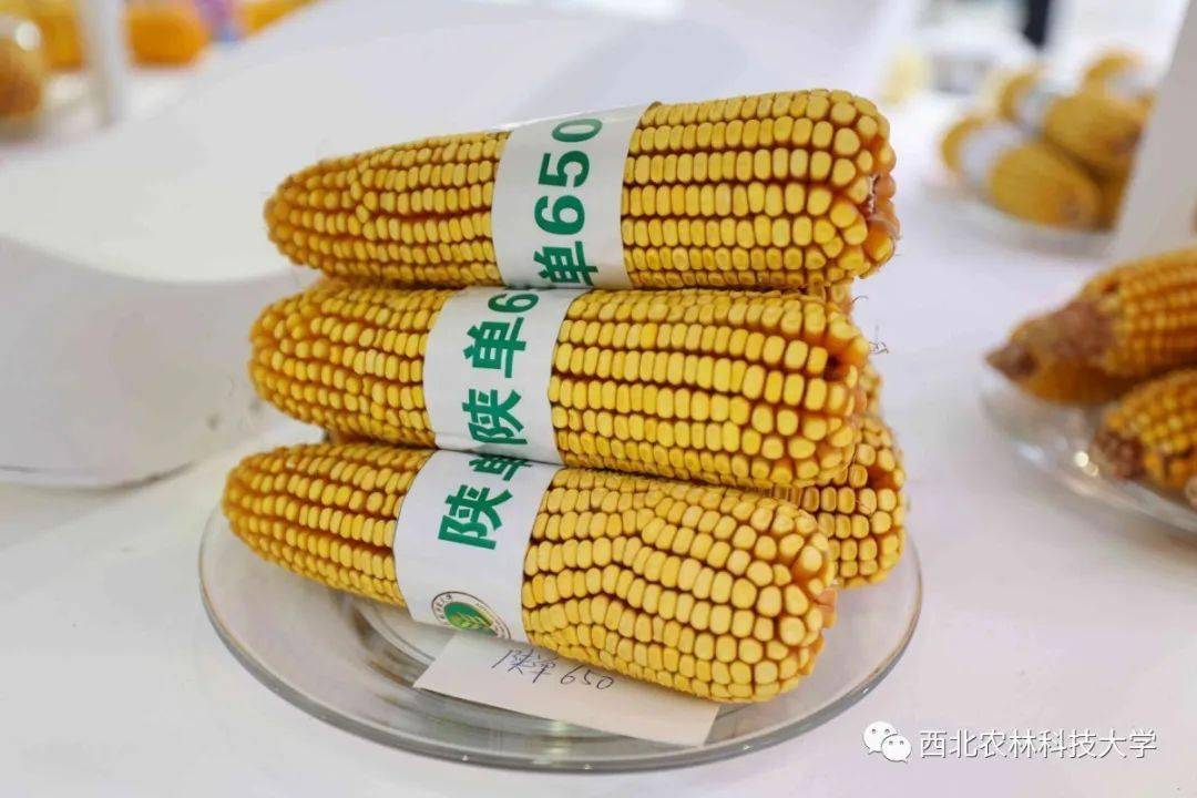 来了caf今年西农将展出这些好东西