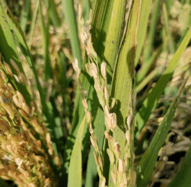水稻缺磷症状图片图片