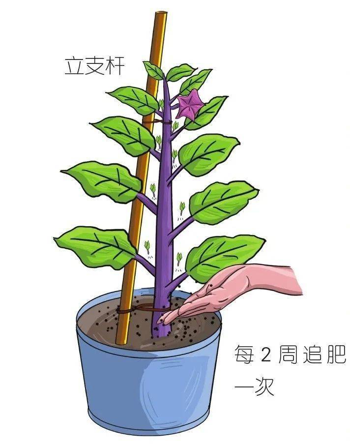 当收获茄子后剪掉部分茄子的旧枝新枝就会继续长出来