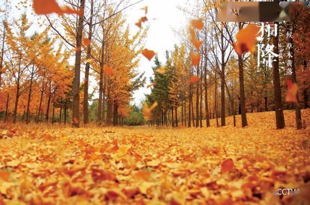 此刻花草,树叶枯黄掉落霜降之后的景物凄凉二候:草木黄落吃不完的放着