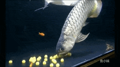 渔业视频欣赏(之十):龙鱼产卵全程详细过程!养鱼种菜!