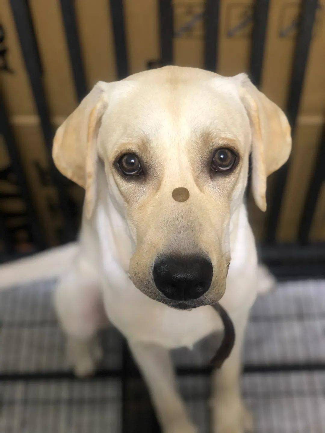 有偿寻狗宁波市海曙区石碶煤气公司附近丢失拉布拉多犬一只