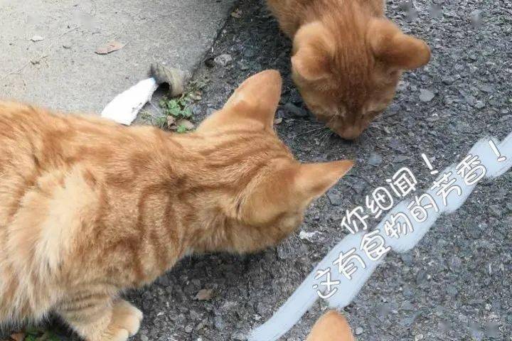 爱躺在开阔的大道上象山的猫先生猫小姐们在每个夏天的傍晚尤象山之最