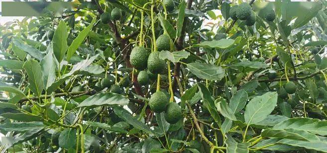 秋收普洱孟连金秋十月正是牛油果成熟时