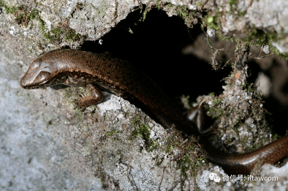 物种图册铜蜓蜥