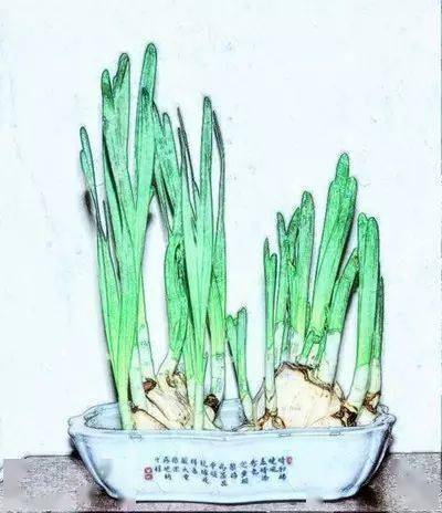 为什么说“装腔作势”是“装蒜”？_水仙