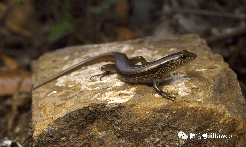物种图册-铜蜓蜥_褐色