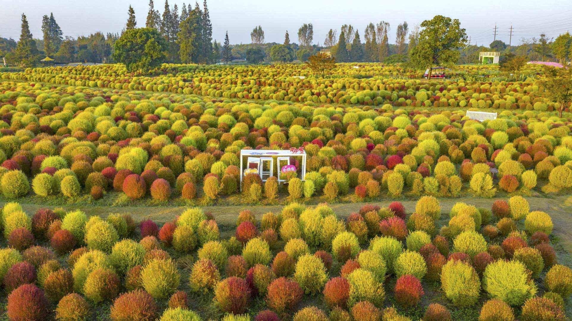 99张土地证解锁11302亩点状用地朱泾这个花海小镇有望