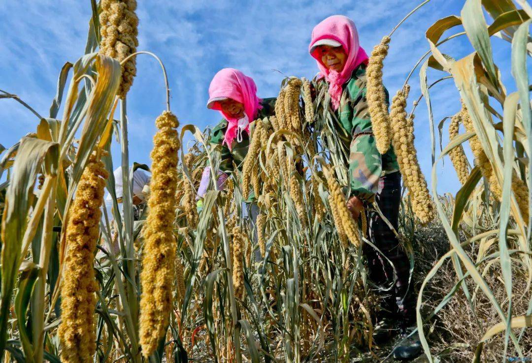 祁连山下十万亩扶贫谷子忙收割_手机搜狐网