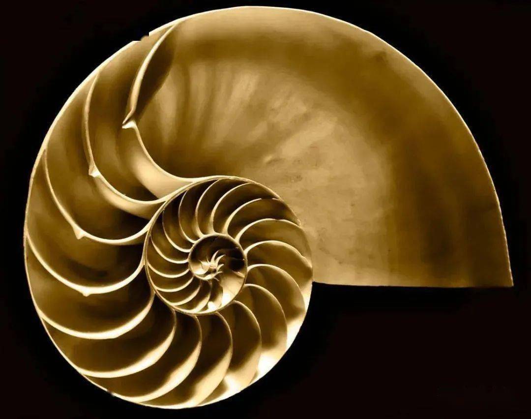 美学探究曲线美到底是一种什么样的美