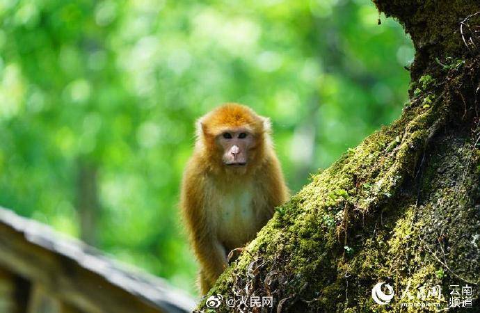 云南高黎贡山近30年发现518种新物种_动物